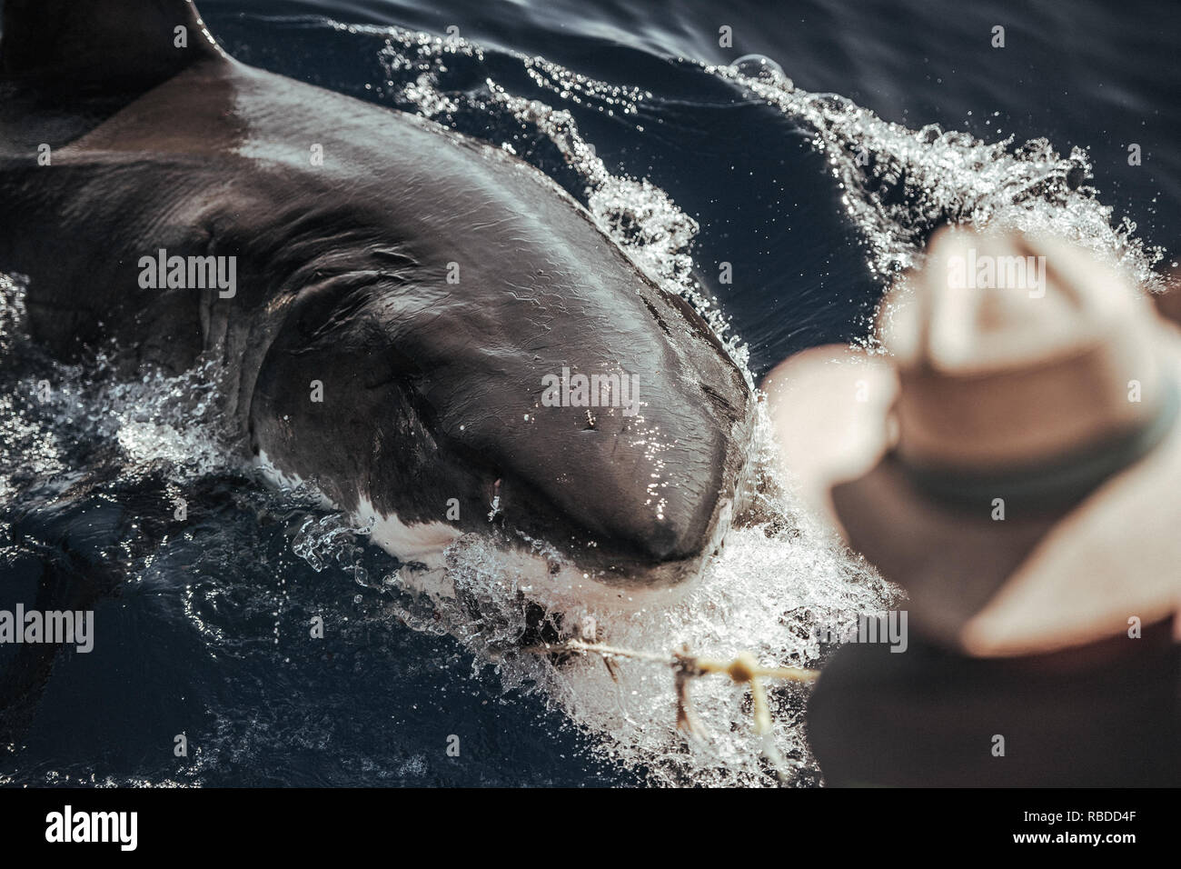 Insel Guadalupe, Mexiko: ein weisser Hai Oberflächen in Guadalupe Island vor der Küste von Mexiko. Ein großer Weißer Hai aufgezeichnet wurde, die die Linse der Kamera ist ein britischer Fotograf, präsentiert seine kräftigen eine Tonne bauen und 300 gestochen scharfe Zähne. Ein weiteres Bild zeigt die großen weißen verletzt als er beißt in ein Stück Köder, Hervorhebung der Kraft dieser tollen Meer Raubtiere. Der Predator können auch gerade unter der Oberfläche des plätschernden Wasser gesehen werden, Fin eingetaucht in den klassischen Backen darstellen. Euan Rannachan/www.mediadrumworld.com Stockfoto