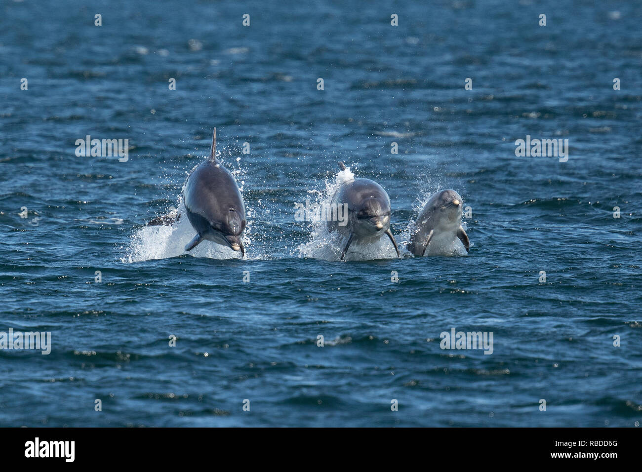 INVERNESS, Schottland: Drei Tümmler Rennen durch das Wasser an den Chanonry Point in der Nähe von Inverness, Schottland. Die drei LEBENSLUSTIGEN Delphine auf beeindruckende Weise für Zuschauer an, wie sie verletzt und durch die Gewässer der Chanonry Point in der Nähe von Inverness gespiegelt. Die Tümmler mit Honig, eine junge 11-jährige Mutter und zwei Jugendliche können auch Schwimmen in perfekten Einklang, jedem anderen Rennen durch das Wasser in den Highlands von Schottland. WDC/Charlie Phillips/mediadrumworld.com Stockfoto