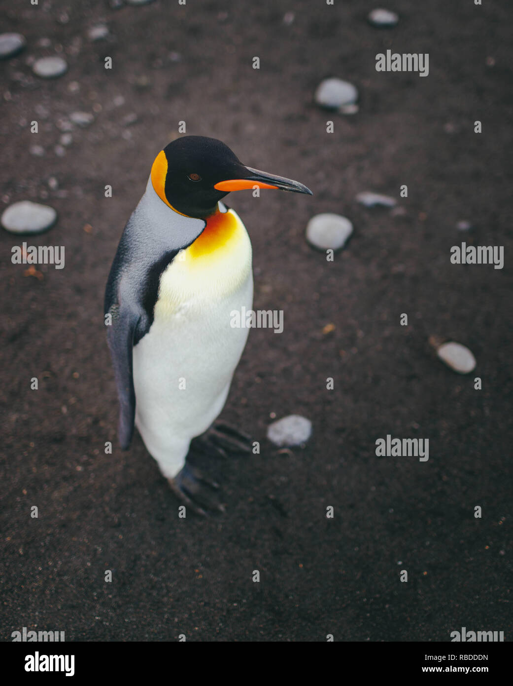 Unglaubliche Bilder haben eine "EA" der Pinguine erfasst mit Hunderten von die Vögel so weit das Auge sehen kann. Die atemberaubende Aufnahmen zeigen die Pinguine sammeln am Strand mit ihren Jungen als die Berge hoch in den Himmel hinter Ihnen steigen. Andere markante Bilder zeigen, wie die Sonne wie die Pinguine watscheln über den Strand und die stolzen Tiere ihre Schnäbel in die Luft. Die bemerkenswerte Szene war in South Georgia im Sub antarktischen Inseln der Antarktis von Polar Fotograf David Merron (42) aus Toronto, Kanada gefangen. Mediadrumimages/David Merron Stockfoto