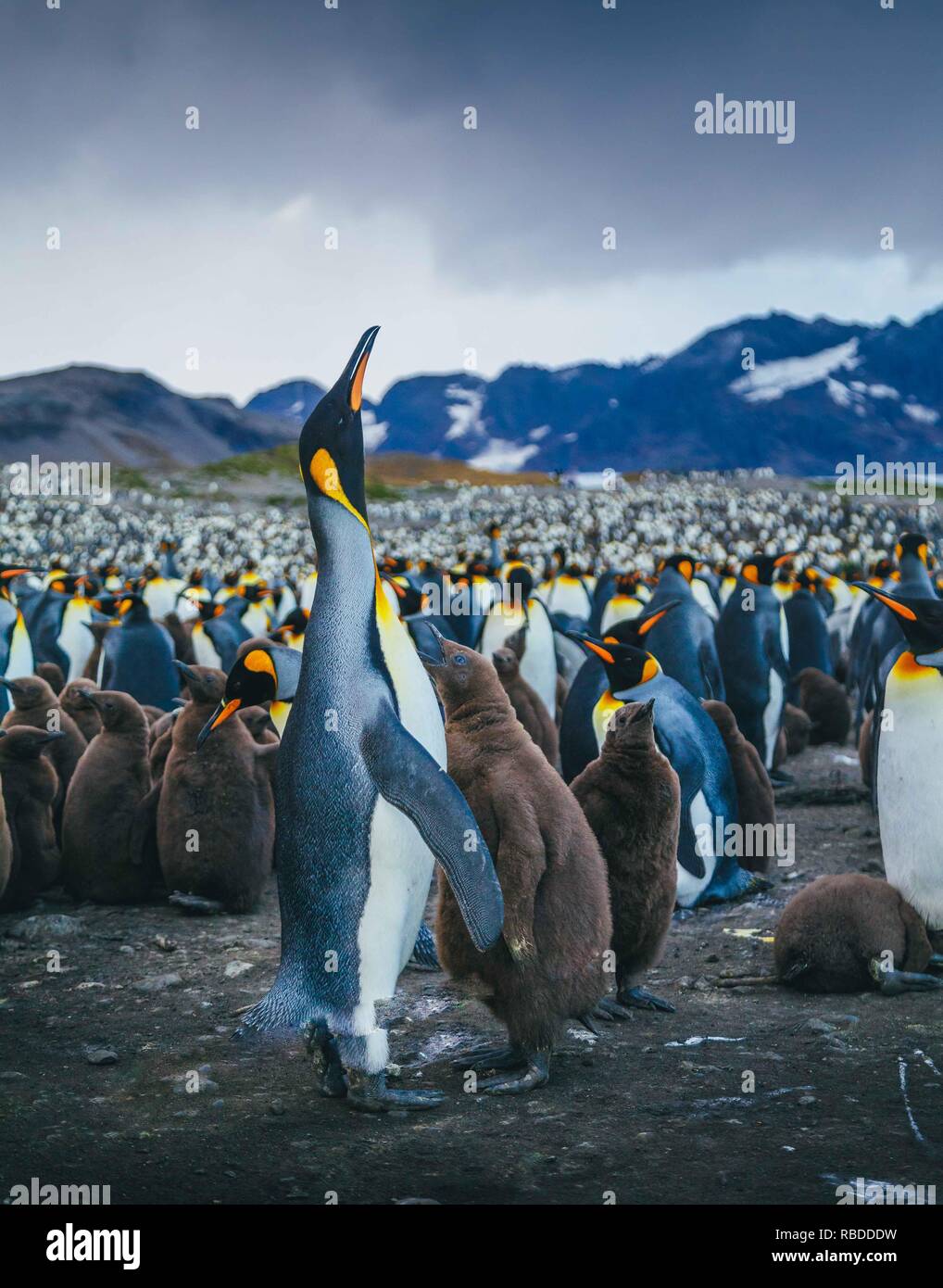 Unglaubliche Bilder haben eine "EA" der Pinguine erfasst mit Hunderten von die Vögel so weit das Auge sehen kann. Die atemberaubende Aufnahmen zeigen die Pinguine sammeln am Strand mit ihren Jungen als die Berge hoch in den Himmel hinter Ihnen steigen. Andere markante Bilder zeigen, wie die Sonne wie die Pinguine watscheln über den Strand und die stolzen Tiere ihre Schnäbel in die Luft. Die bemerkenswerte Szene war in South Georgia im Sub antarktischen Inseln der Antarktis von Polar Fotograf David Merron (42) aus Toronto, Kanada gefangen. Mediadrumimages/David Merron Stockfoto