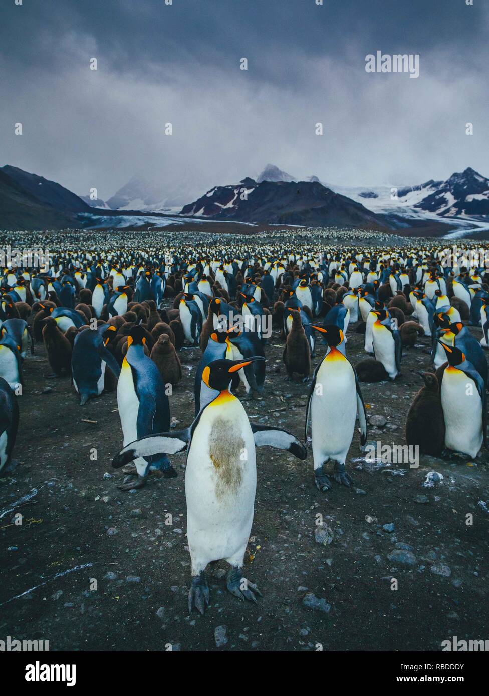 Unglaubliche Bilder haben eine "EA" der Pinguine erfasst mit Hunderten von die Vögel so weit das Auge sehen kann. Die atemberaubende Aufnahmen zeigen die Pinguine sammeln am Strand mit ihren Jungen als die Berge hoch in den Himmel hinter Ihnen steigen. Andere markante Bilder zeigen, wie die Sonne wie die Pinguine watscheln über den Strand und die stolzen Tiere ihre Schnäbel in die Luft. Die bemerkenswerte Szene war in South Georgia im Sub antarktischen Inseln der Antarktis von Polar Fotograf David Merron (42) aus Toronto, Kanada gefangen. Mediadrumimages/David Merron Stockfoto