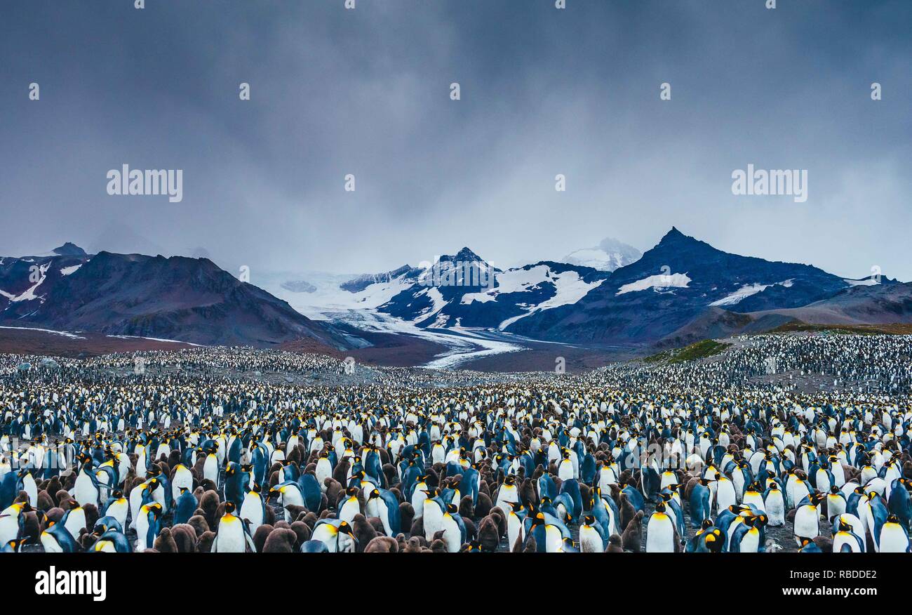 Unglaubliche Bilder haben eine "EA" der Pinguine erfasst mit Hunderten von die Vögel so weit das Auge sehen kann. Die atemberaubende Aufnahmen zeigen die Pinguine sammeln am Strand mit ihren Jungen als die Berge hoch in den Himmel hinter Ihnen steigen. Andere markante Bilder zeigen, wie die Sonne wie die Pinguine watscheln über den Strand und die stolzen Tiere ihre Schnäbel in die Luft. Die bemerkenswerte Szene war in South Georgia im Sub antarktischen Inseln der Antarktis von Polar Fotograf David Merron (42) aus Toronto, Kanada gefangen. Mediadrumimages/David Merron Stockfoto