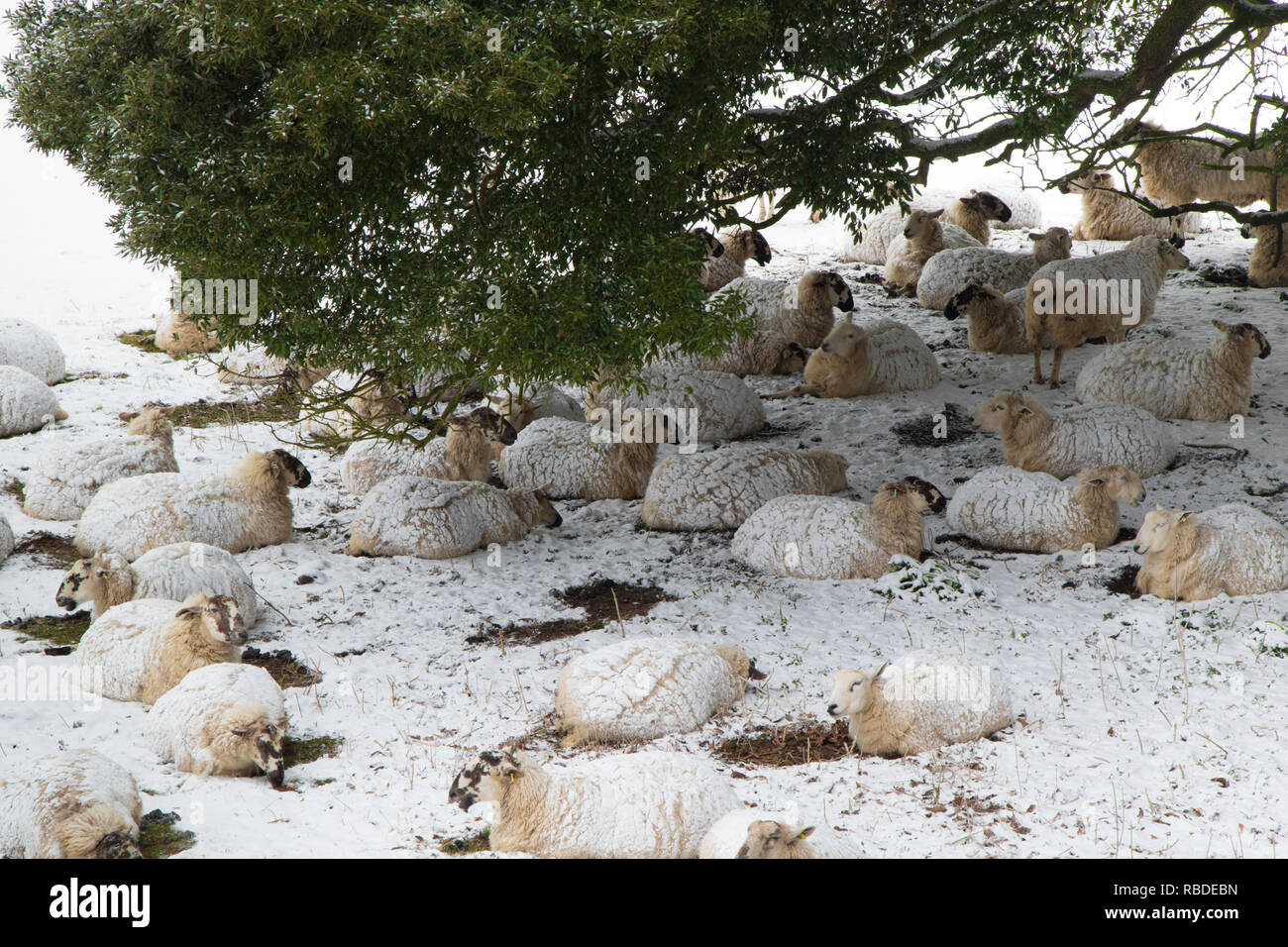 Schafe im Schnee liegen unter einem niedrigen Ast zu schützen versuchen. Aus dem Osten März 2018 Tier Stockfoto