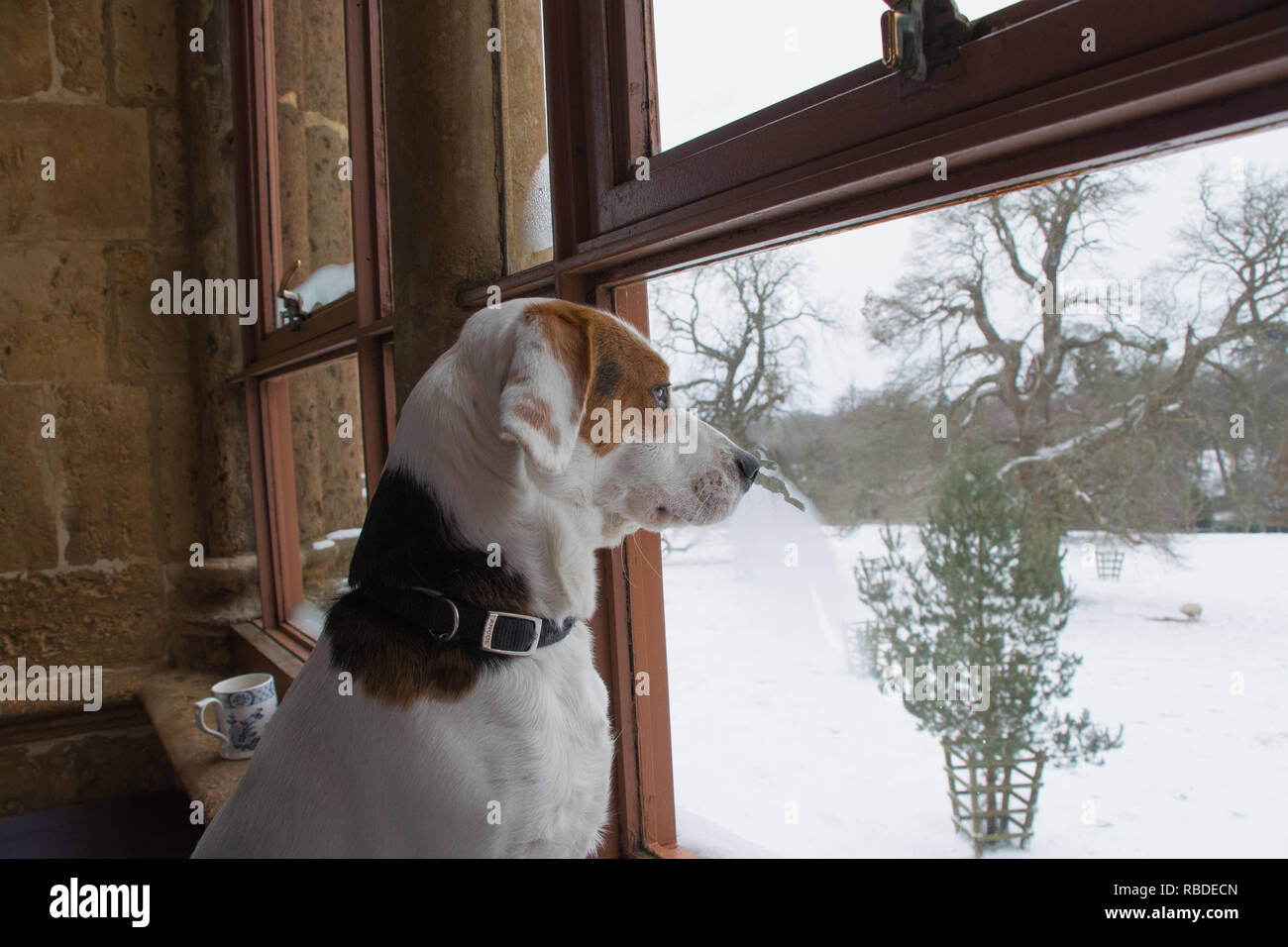 Ein kleiner Hund schaut aus dem Fenster auf den schneebedeckten Boden. Aus  dem Osten 2018 Tier. Was ist das Stockfotografie - Alamy