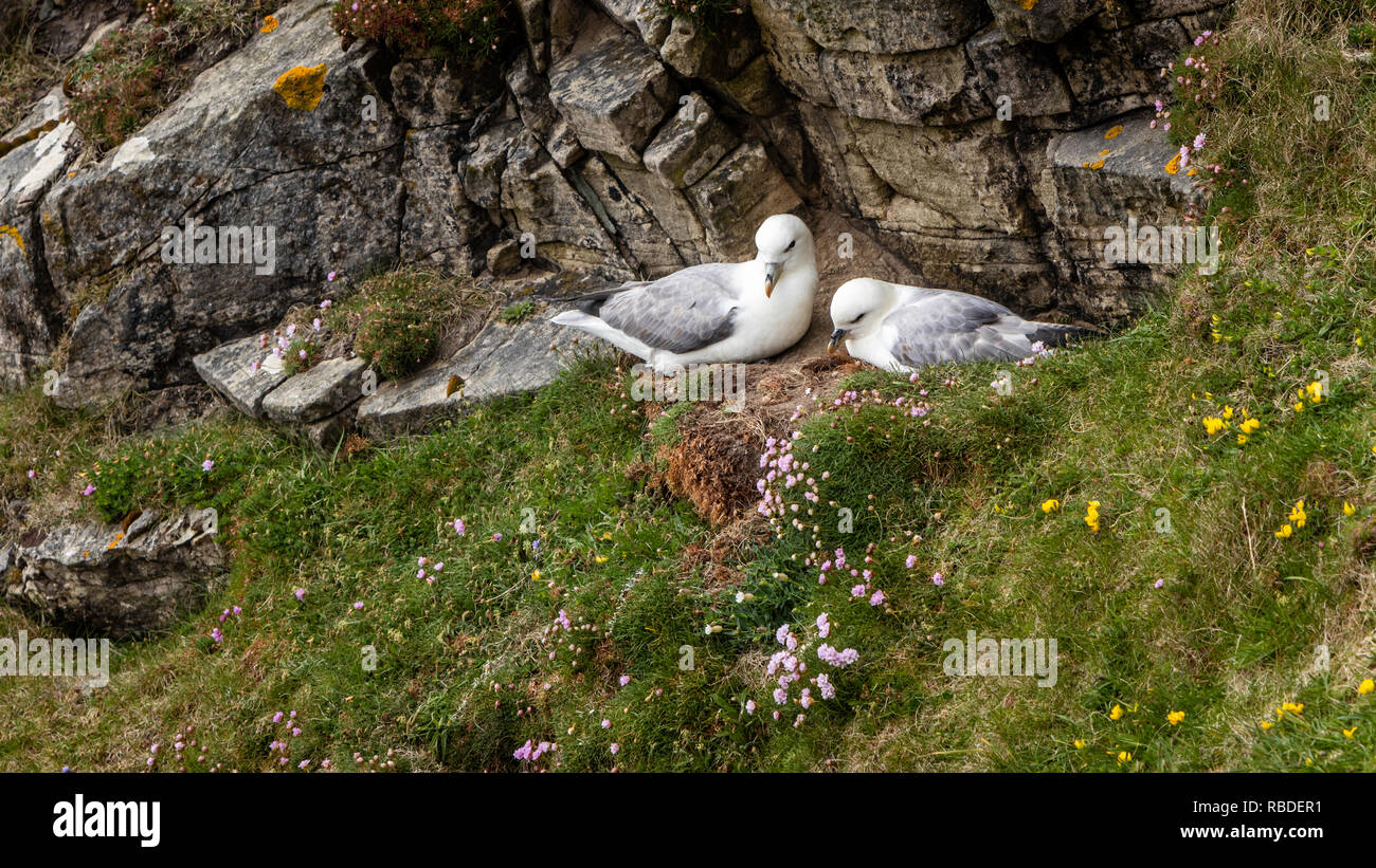 Ein paar Möwen auf den Klippen bei Sumburgh Head in der Nähe von Lerwick, Shetlandinseln, Schottland, Europa. Stockfoto