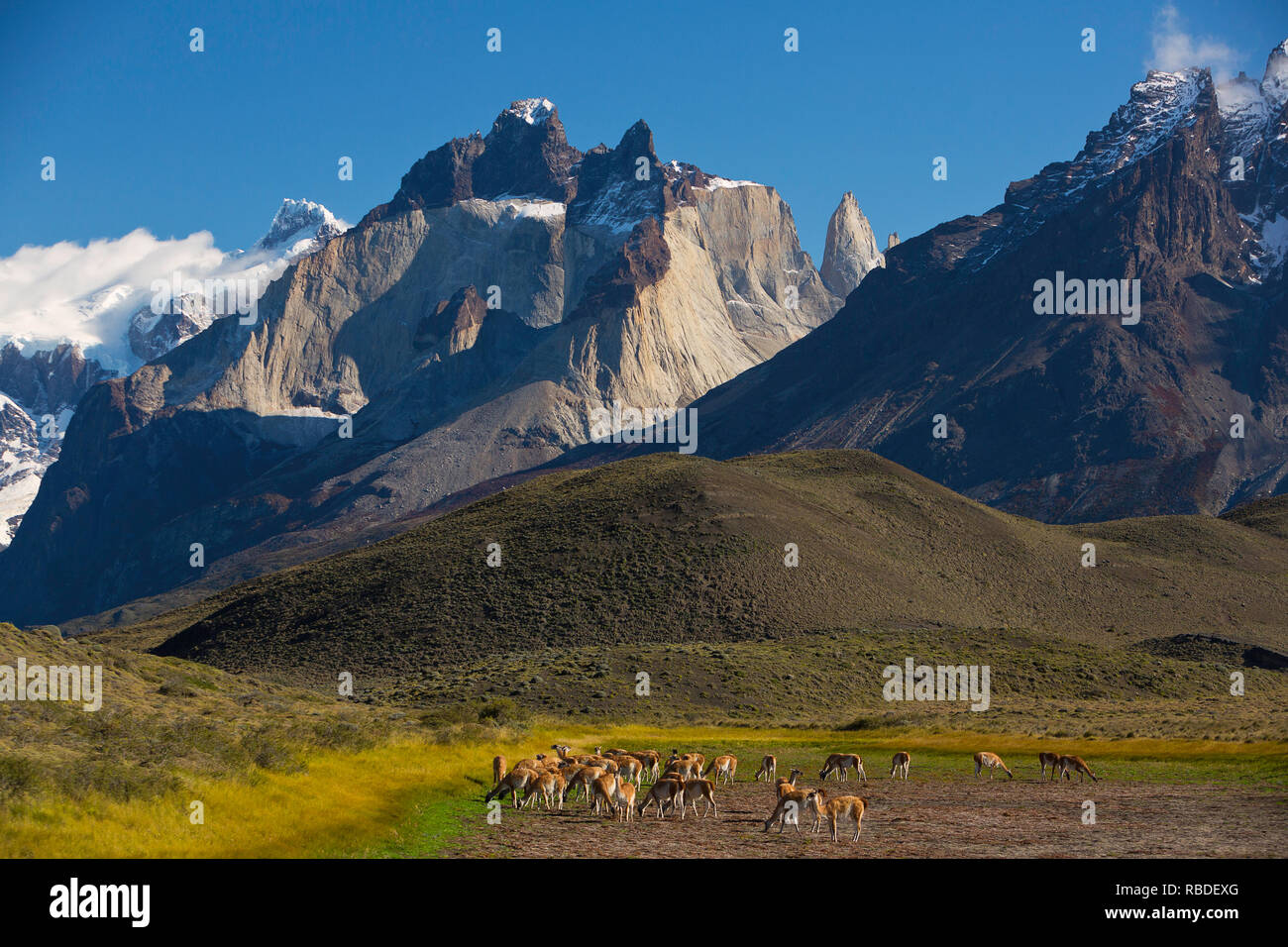 Eine Herde von guanako (Lama Guanicoe) im Torres del Paine Nationalpark in Chile. Wild Stockfoto