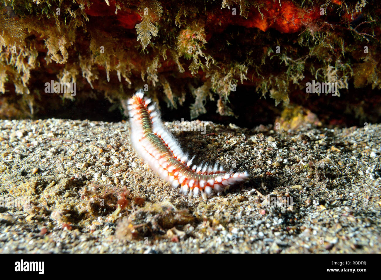 Bärtige Fireworm auf Teneriffa - Kanarische Inseln Stockfoto