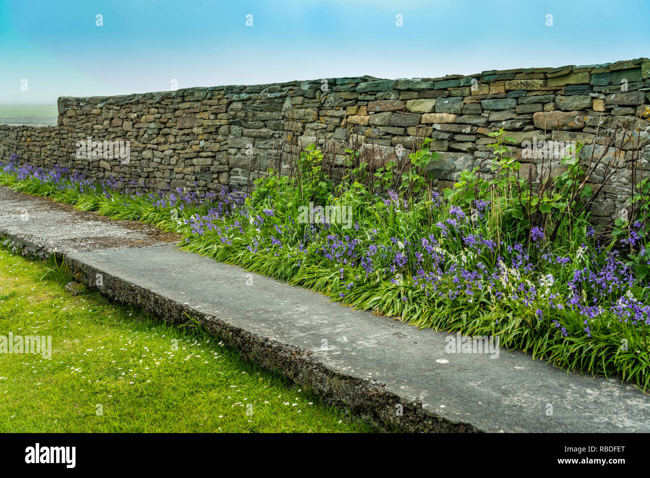 Ein Stein Zaun und Blumen an den Jarlshof prähistorischen und nordischen Siedlung archäologischen Stätte in der Shetlandinseln, Schottland, Großbritannien, Europa. Stockfoto