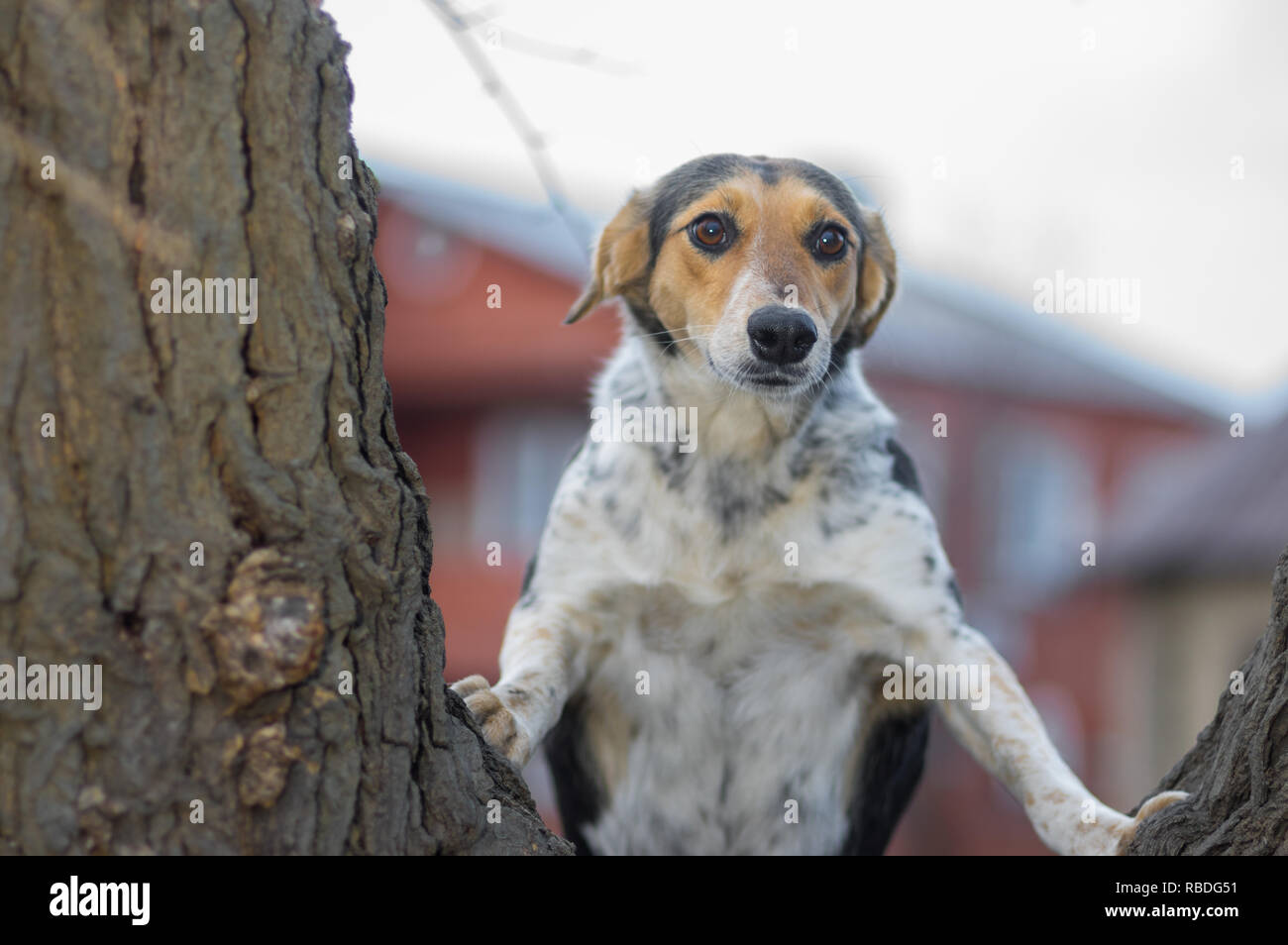 Portrait von neugierigen Hund, auf der Suche über in mit großen Augen staunend stehen auf Ast Stockfoto