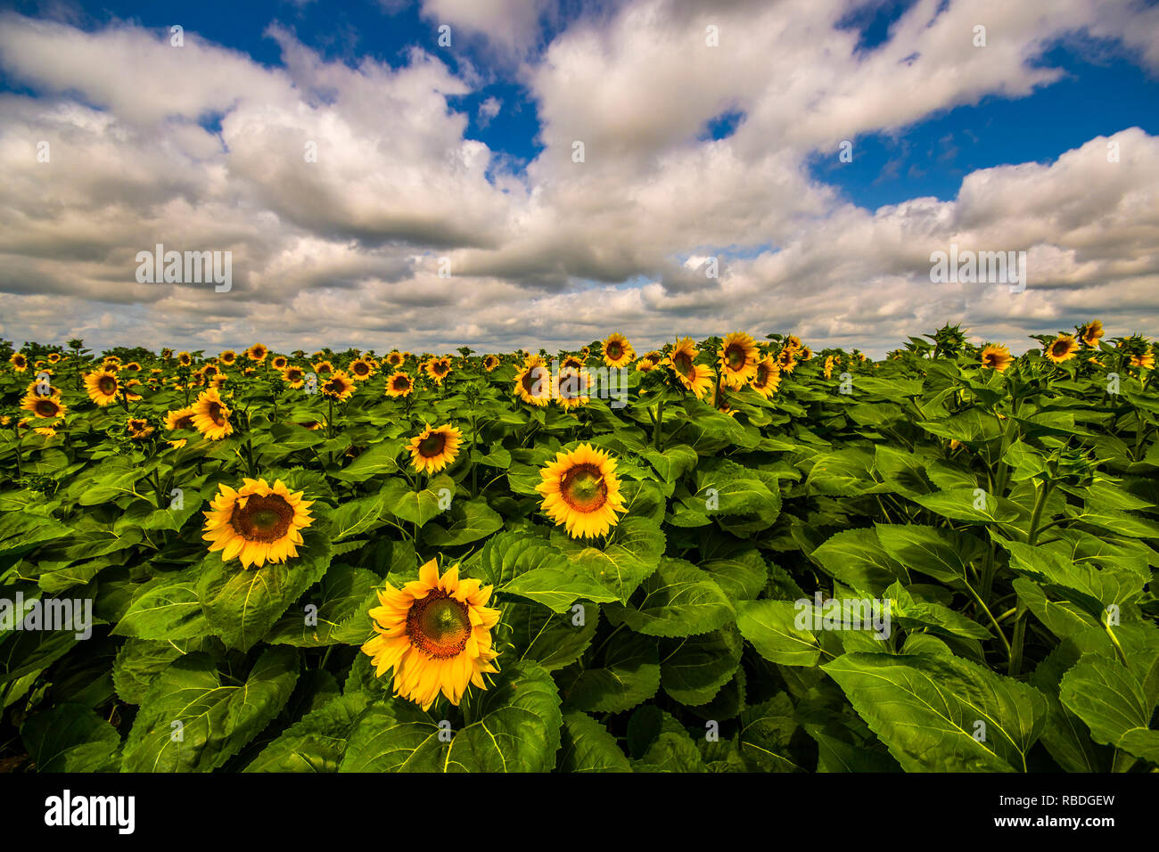 Leuchtende Sonnenblumenfeld im Sommer Stockfoto