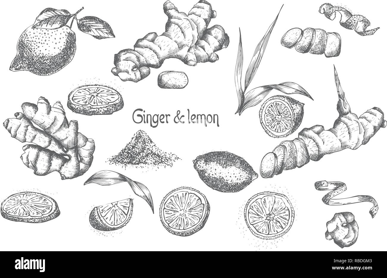 Set Hand gezeichnet von Ingwer Wurzeln, lebt, Blumen und Zitrone in schwarzer Farbe auf weißem Hintergrund. Retro Vintage Grafikdesign. botanische Zeichnung, Gravur Stil Stock Vektor