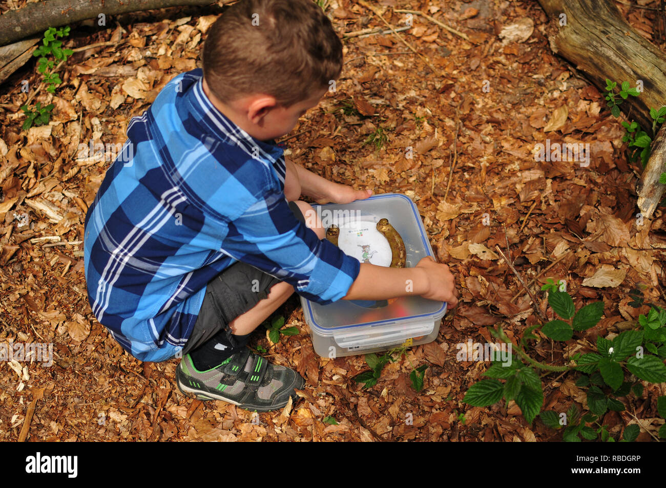 Geocaching Junge findet einen gut getarnten Cache im Wald Stockfoto