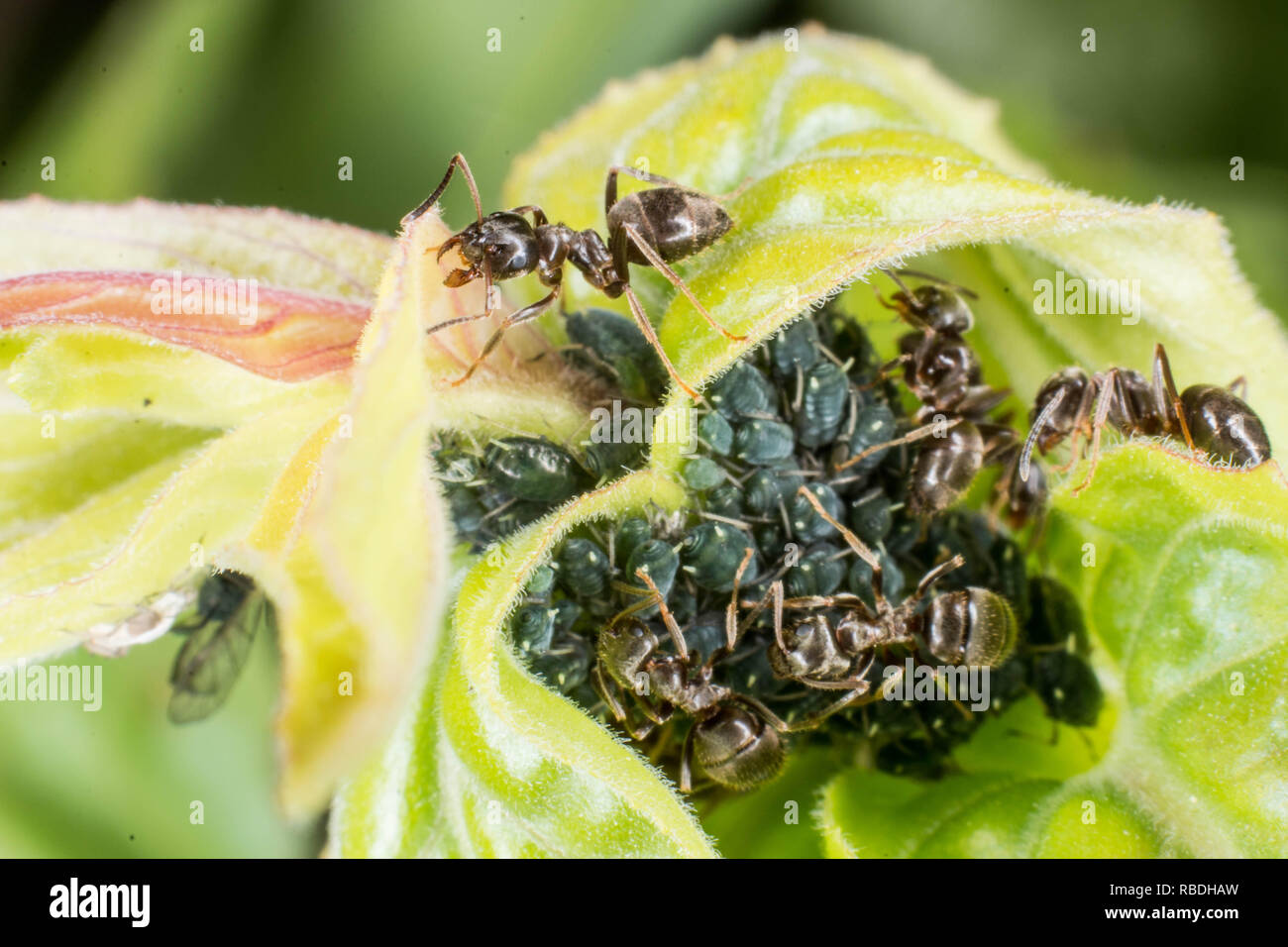 Gemeinsamen Garten Ameisen und schwarze Blattläuse Stockfoto