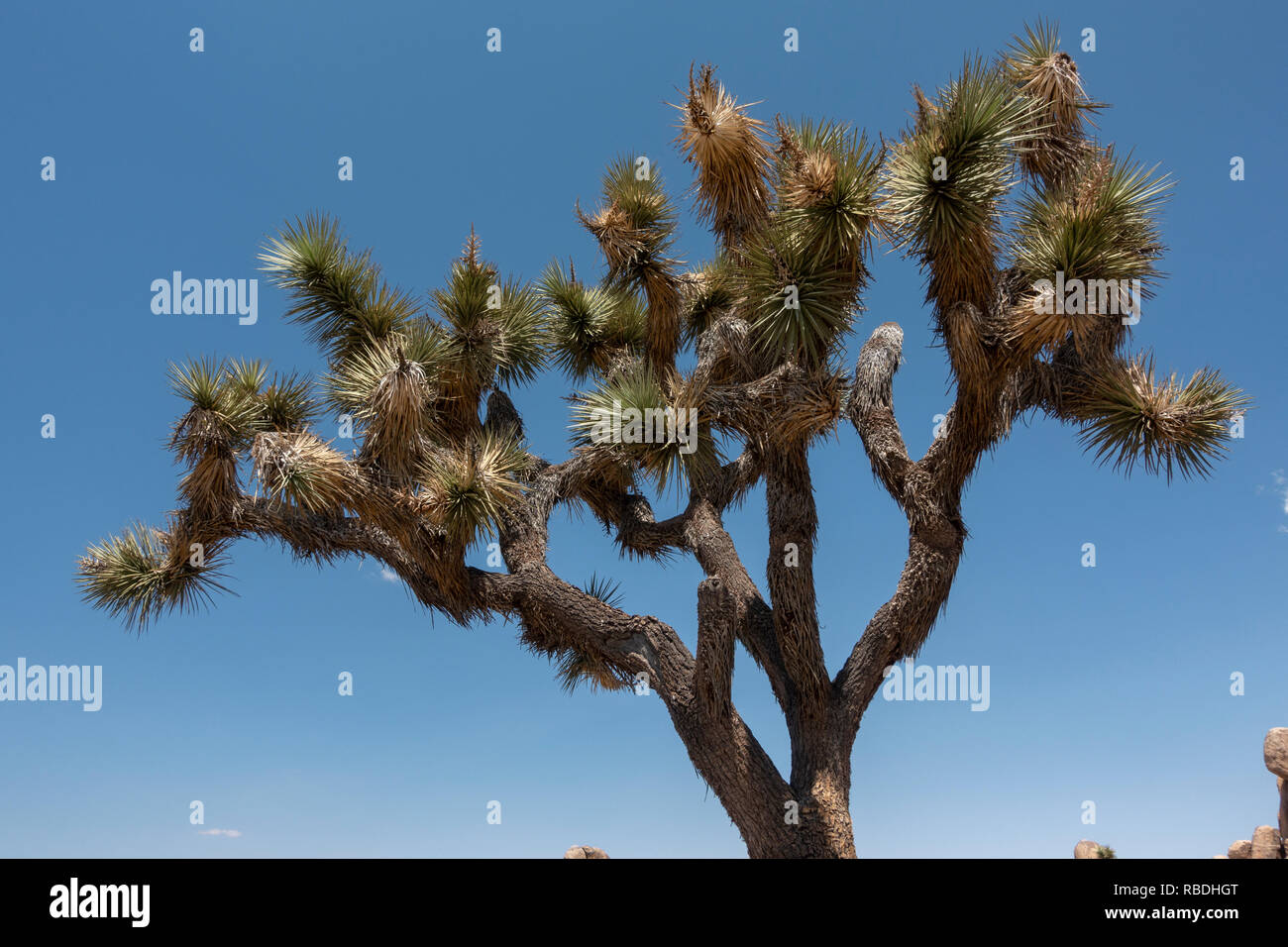 Ein Joshua Tree (Yucca Buergeri) im Barker Dam Bereich der Joshua Tree National Park, Kalifornien, USA. Stockfoto