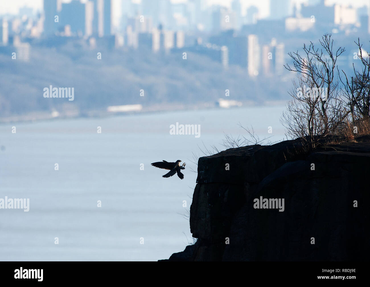 Wanderfalke über zu landen auf einer Klippe im Hudson Valley Landschaft Stockfoto