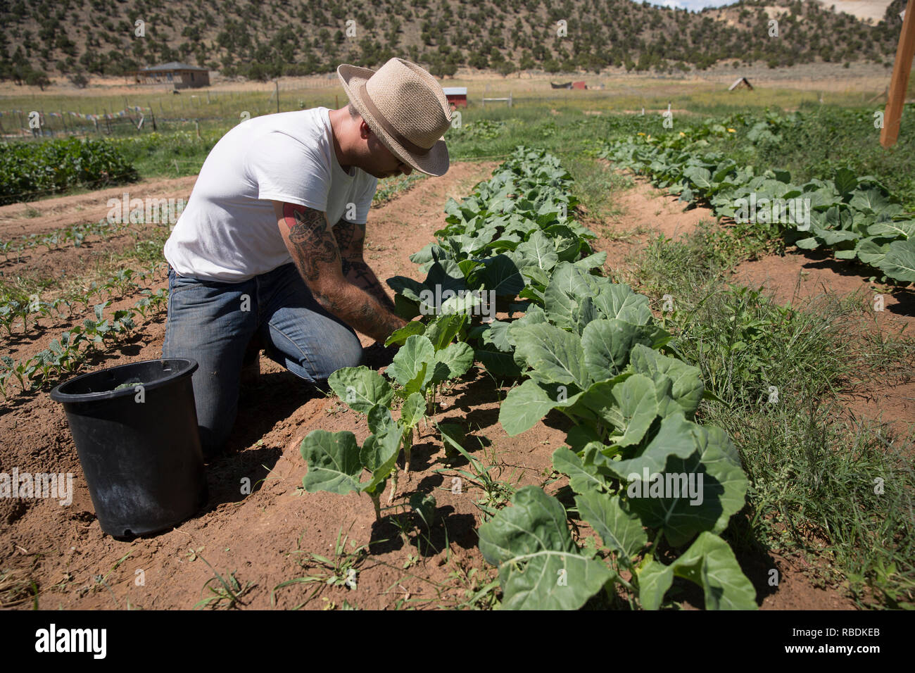 Ein Landwirt aus der Hocke auf einem sonnigen Feld zu ernten Gemüse aus ökologischem Anbau Stockfoto