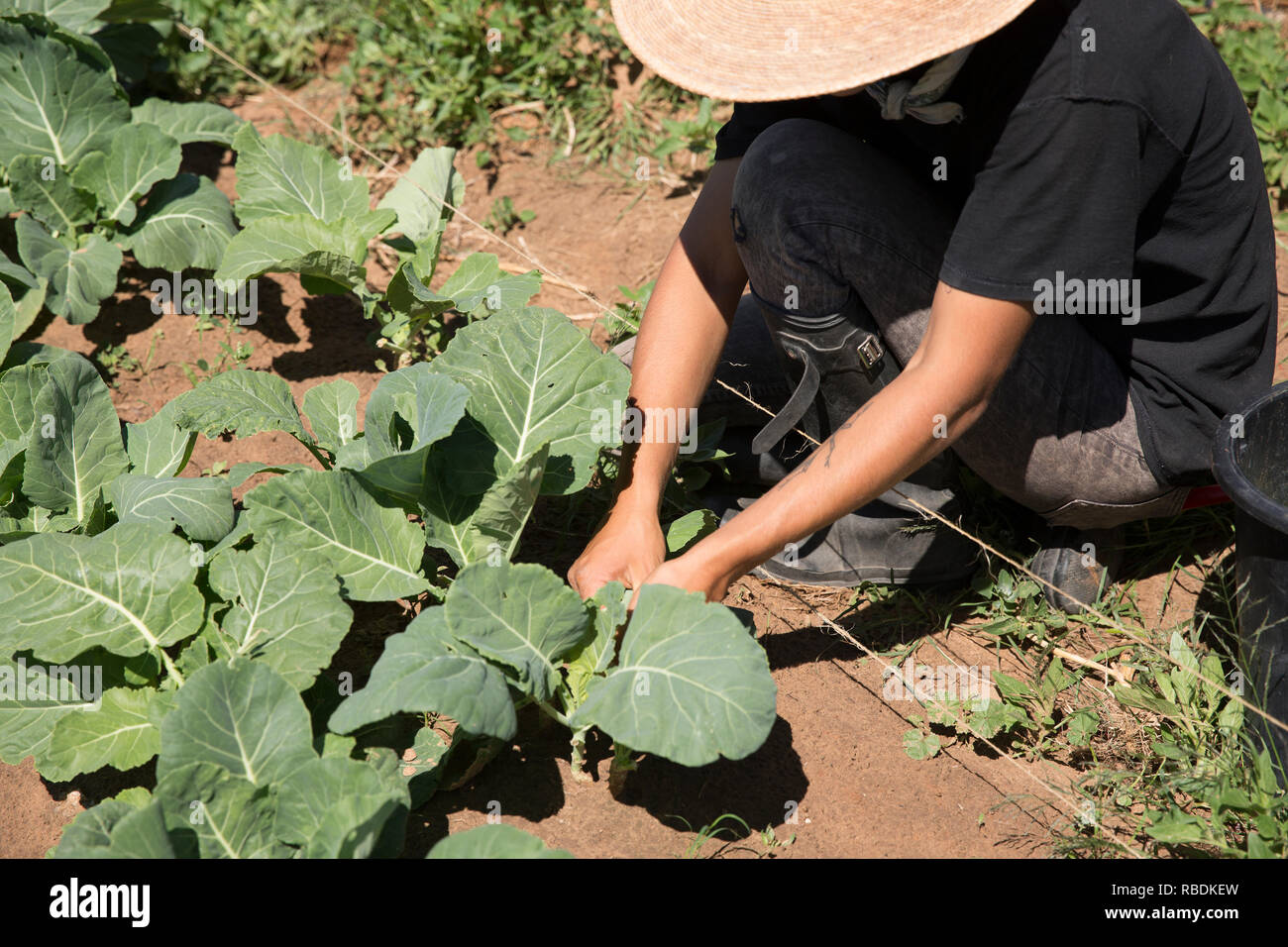 Ein Landwirt aus der Hocke auf einem sonnigen Feld zu ernten Gemüse aus ökologischem Anbau Stockfoto