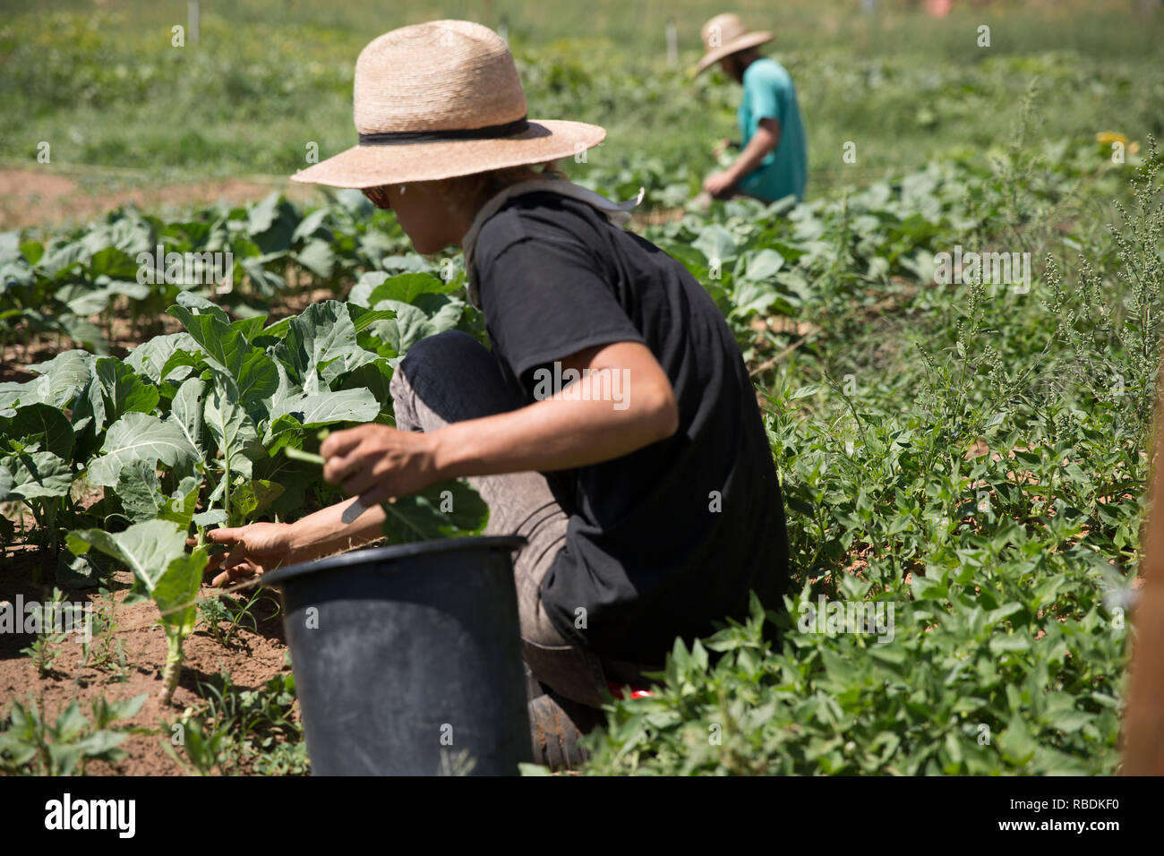 Eine Nahaufnahme eines organischen Kohl wächst in einem sonnigen Feld Stockfoto