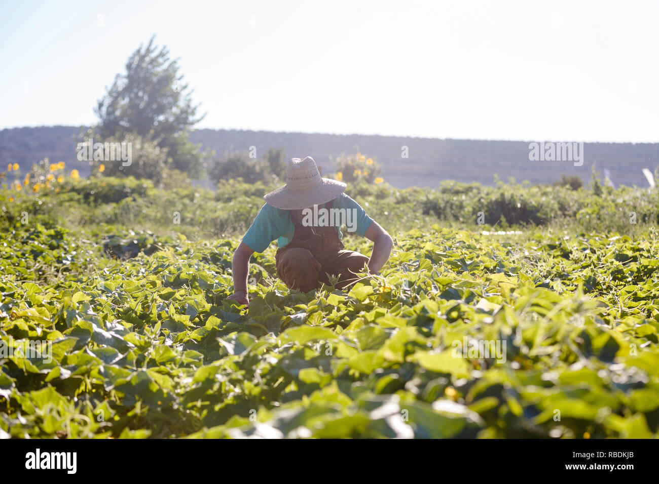 Ein Bauer einen Hut tragen und Overalls hockt in einem Feld zu ernten Gemüse aus ökologischem Anbau Stockfoto