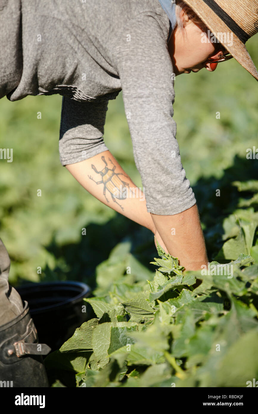 Eine weibliche Landwirt tragen ein Sonnenhut erreicht in ein Feld zum Ernten von organischen Gurken Stockfoto