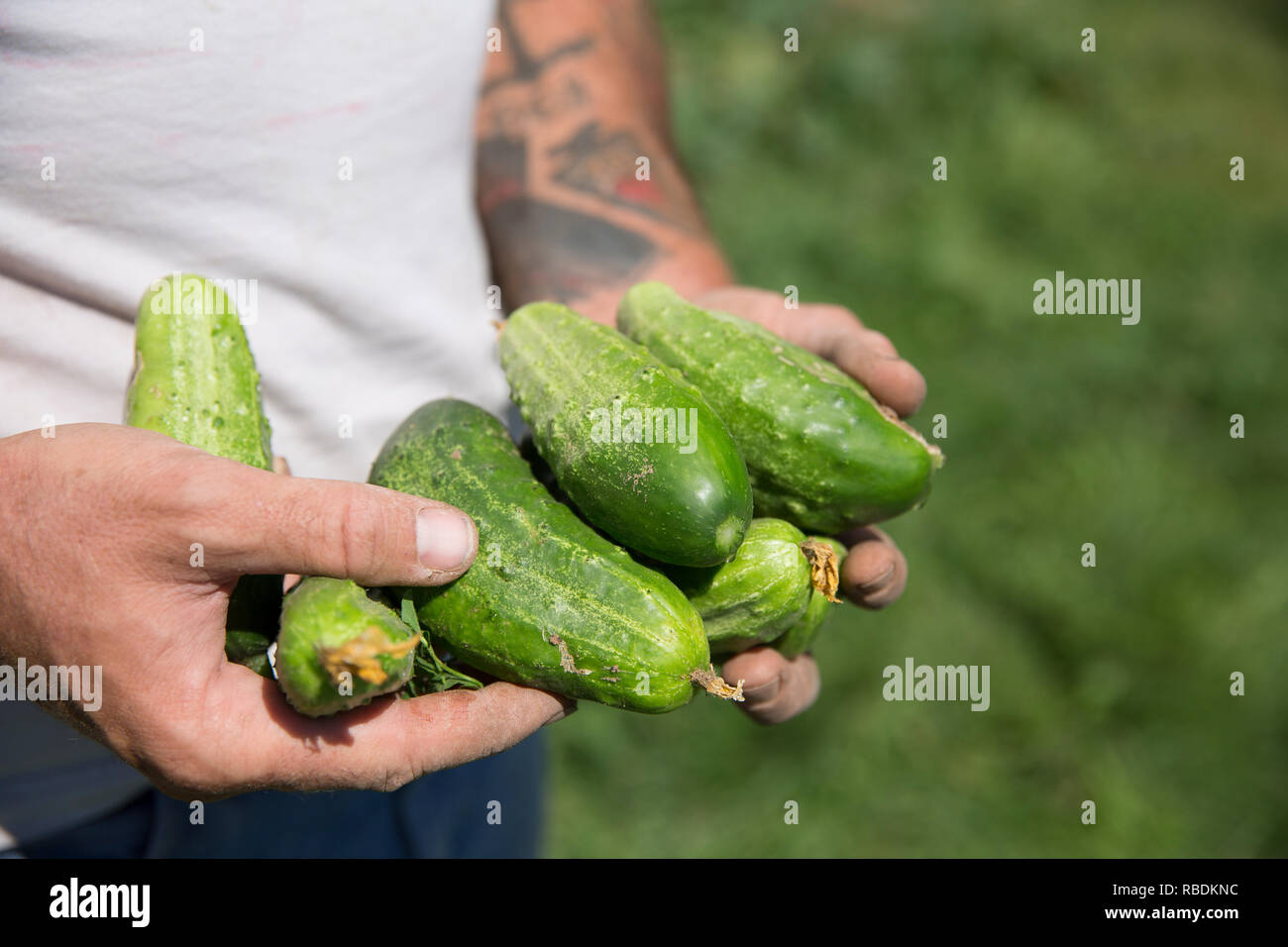 Ein Bauer hält ein Bündel von frisch geernteten organische Gurken Stockfoto