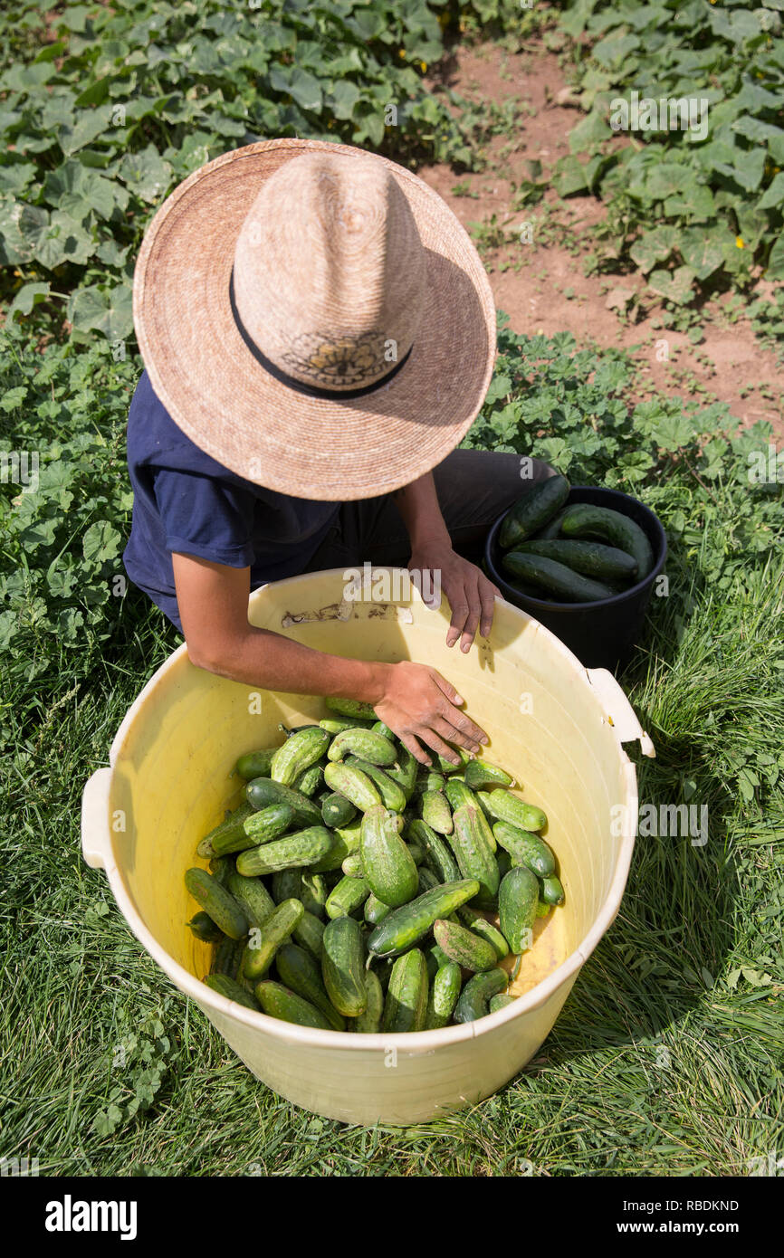 Ein Bauer trägt einen großen Hut Stapel organische Gurken in eine große Wanne während Knien in der Bauernhof Feld. Stockfoto