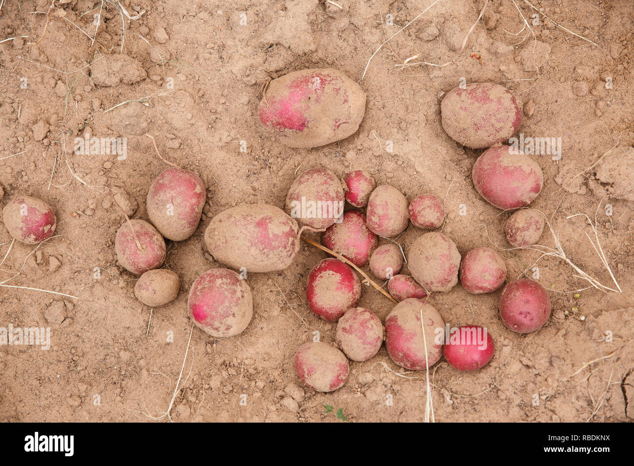 Ein Haufen gerade geerntete Bio rote Kartoffeln sitzen auf einem Bauernhof Feld Stockfoto