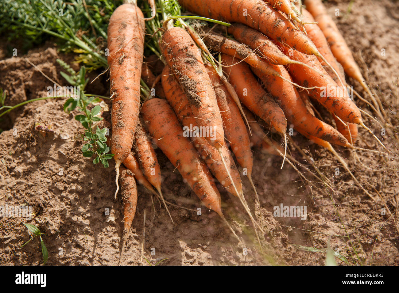 Eine Nahaufnahme von Bio Karotten aus dem Boden auf dem Bauernhof gezogen wird. Stockfoto
