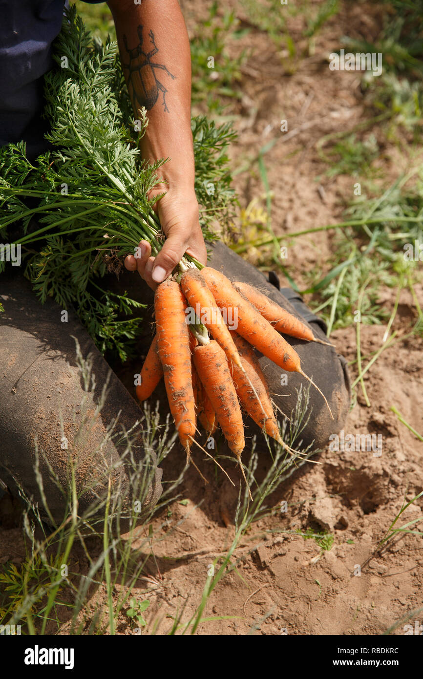 Eine Nahaufnahme von Bio Karotten aus dem Boden auf dem Bauernhof gezogen wird. Stockfoto