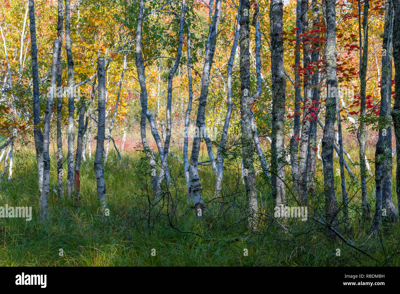 Herbst Landschaft Stockfoto