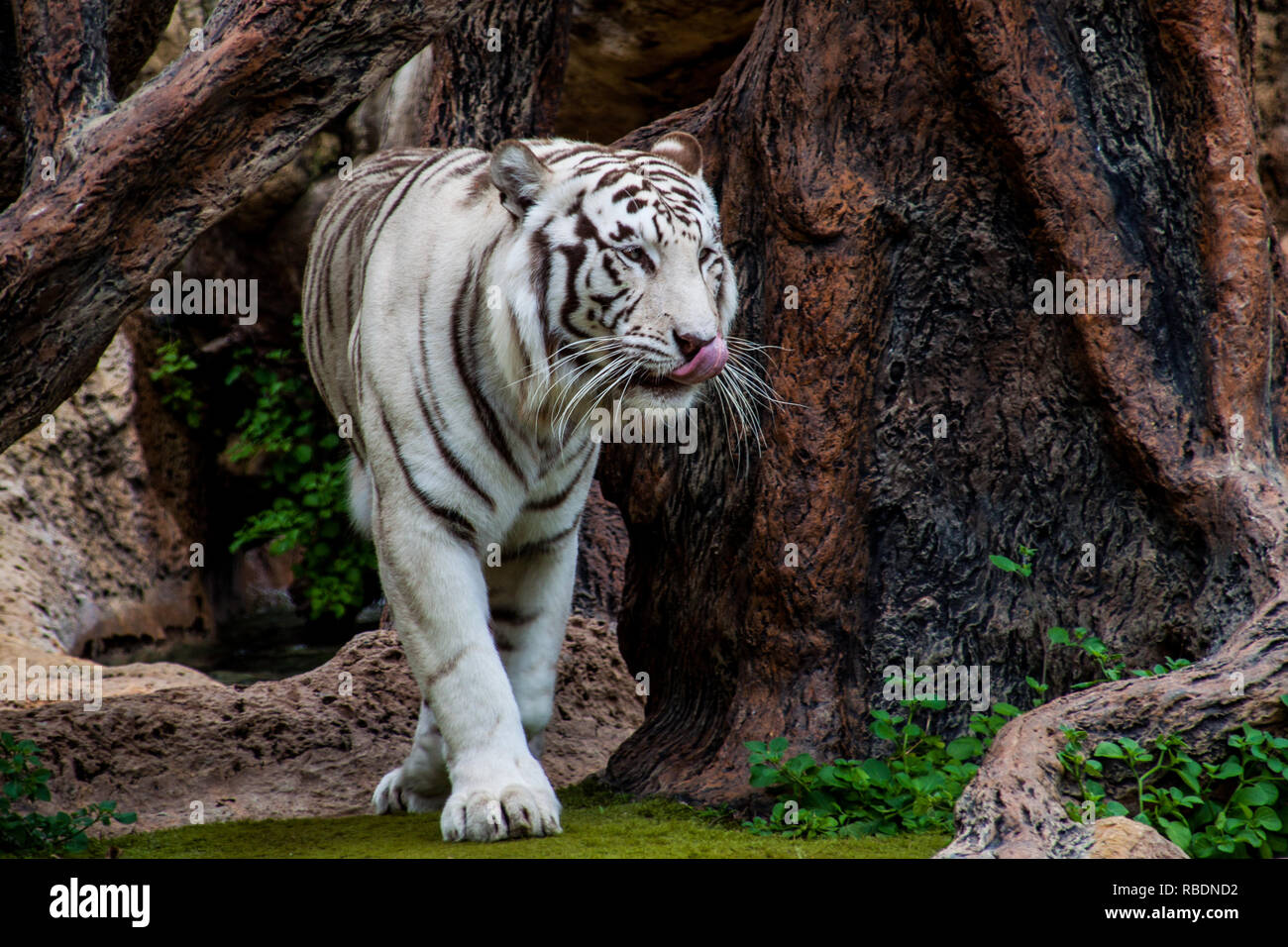 Ein schönes Foto von einem Fuß albino Bengal Tiger (Panthera tigris) Stockfoto