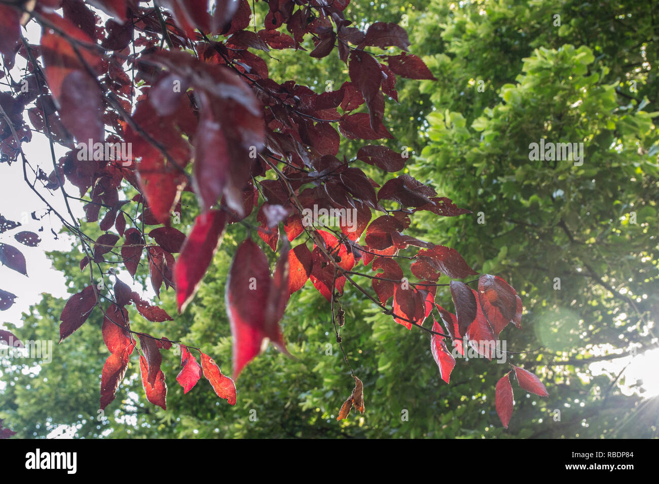 Mit rote Blätter im Garten an einem sonnigen Tag Baum Stockfoto