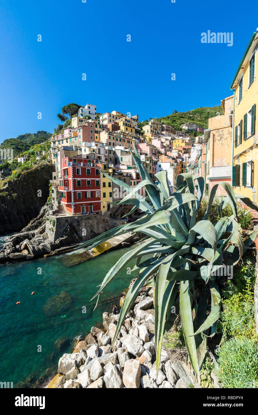 Bunte Häuser und typische Architektur von Riomaggiore Cinque Terre Nationalpark Provinz von La Spezia Ligurien Italien Europa Stockfoto