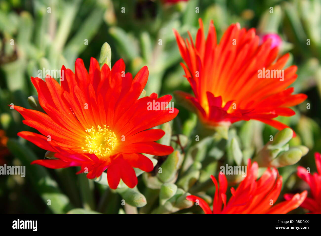 Flor roja en El Campo. Rote Blume im Feld Stockfoto