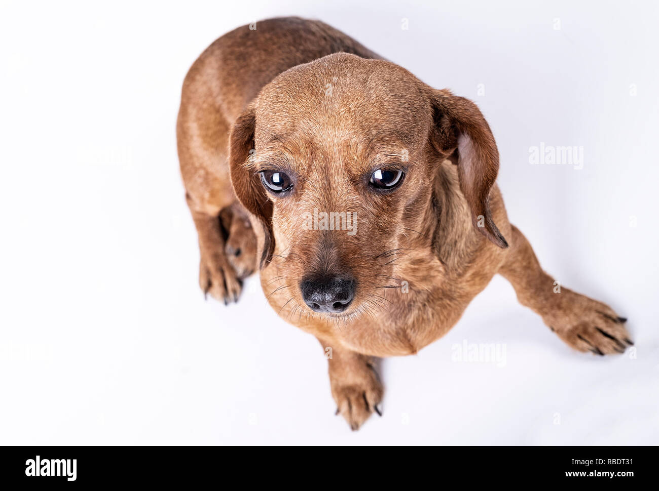 Blick von oben auf die teckel Rasse Hund, auf weißem Hintergrund Stockfoto