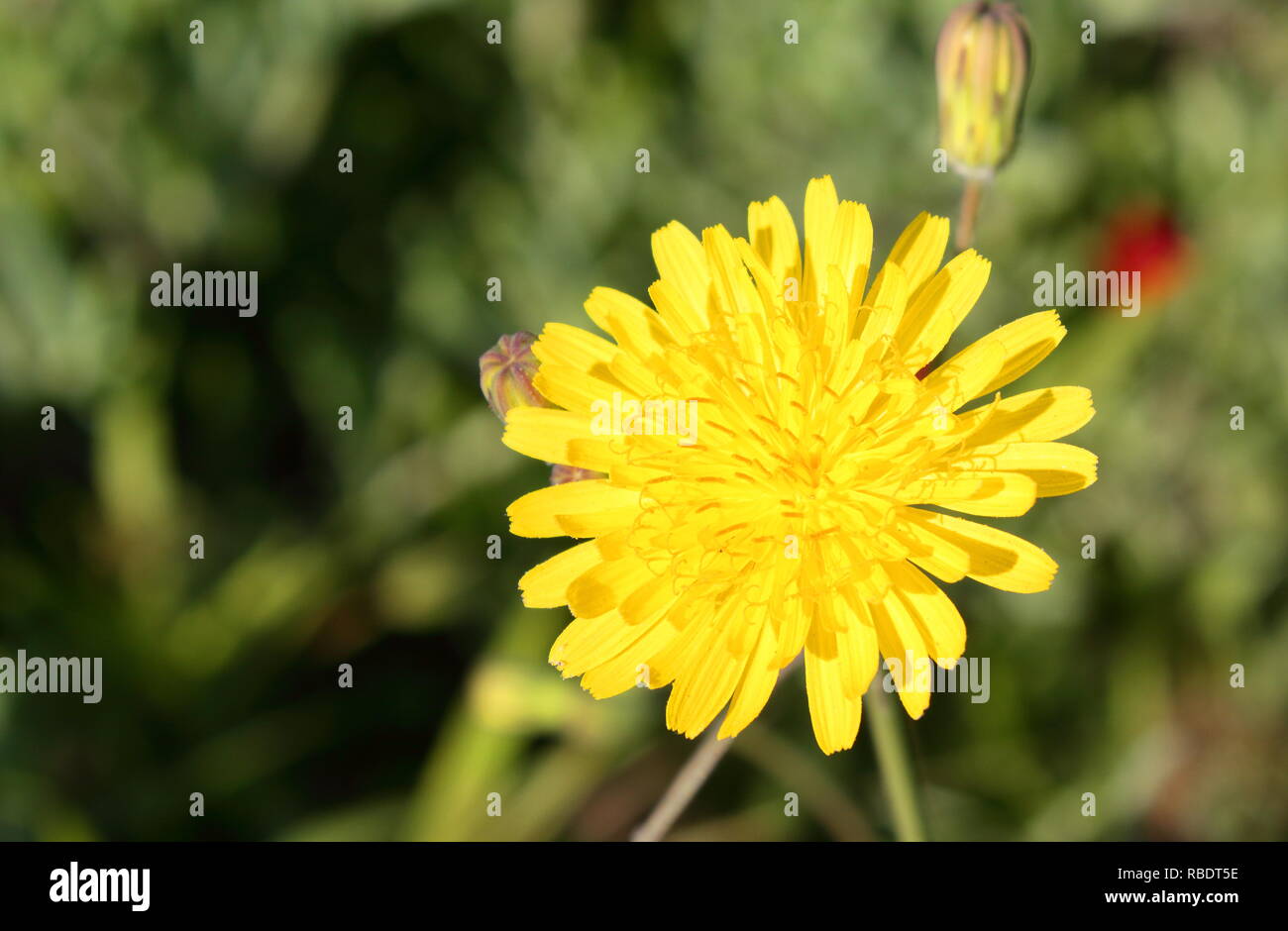 Flor Amarilla en primer plano. Gelbe Blume im Vordergrund. Stockfoto