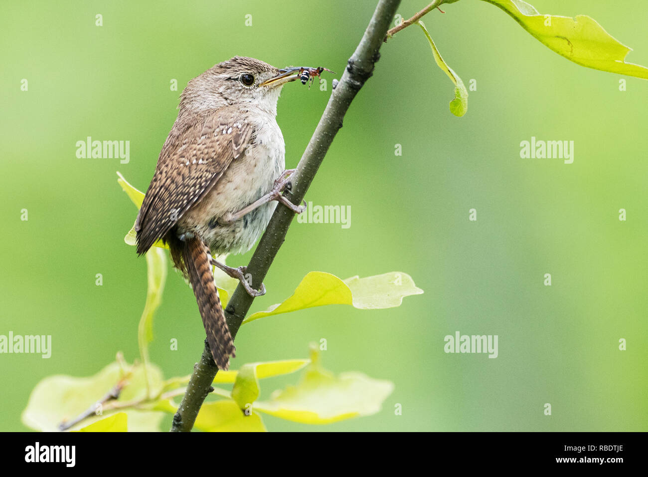 In der Nähe von Haus Wren mit Beute im späten Mai Stockfoto