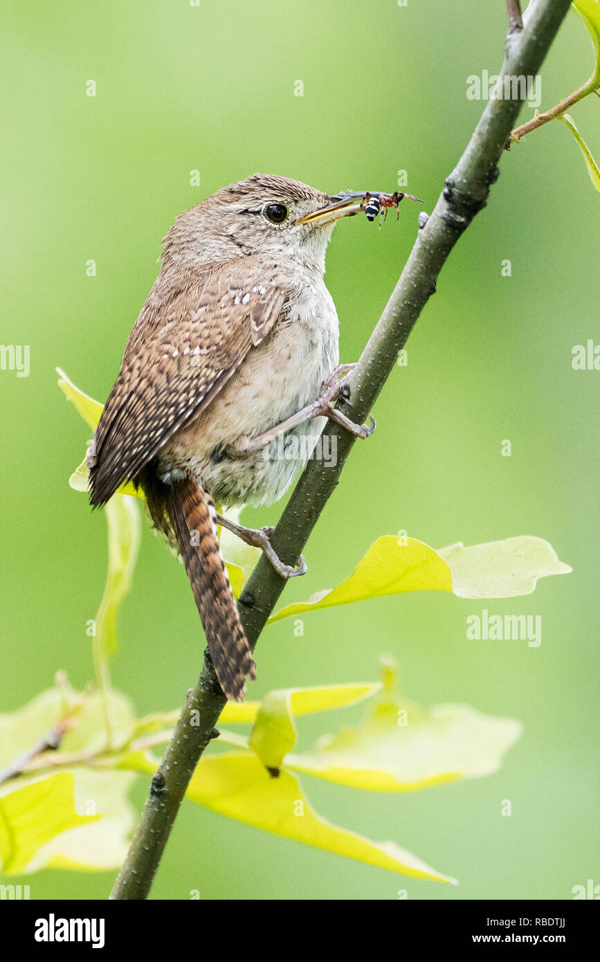 In der Nähe von Haus Wren mit Beute im späten Mai Stockfoto