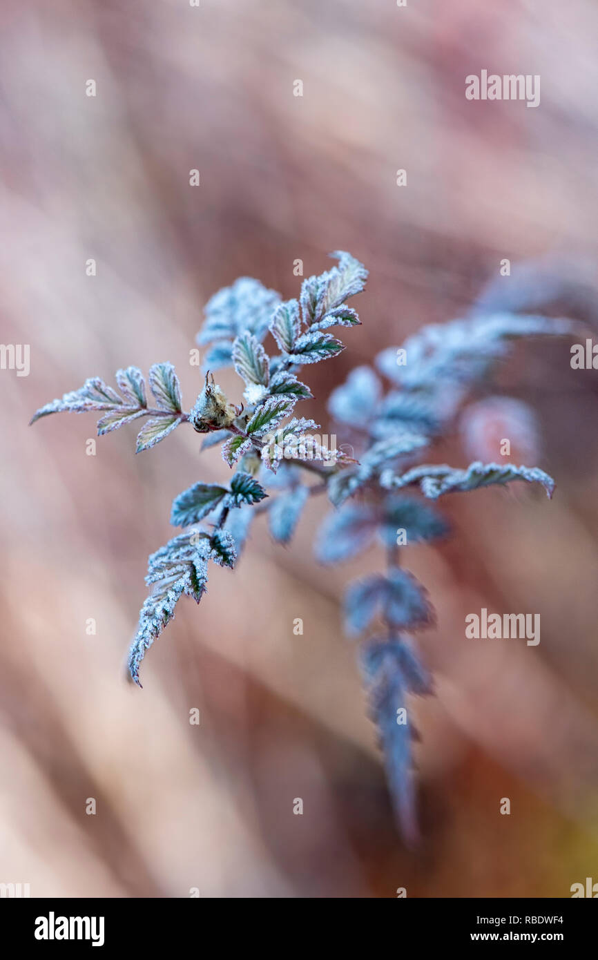 Nahaufnahme der zarten winter Laub von Rubus thibetanus Silver Fern" mit einem leichten Hauch von Frost auch als Ghost Dornbusch bekannt Stockfoto