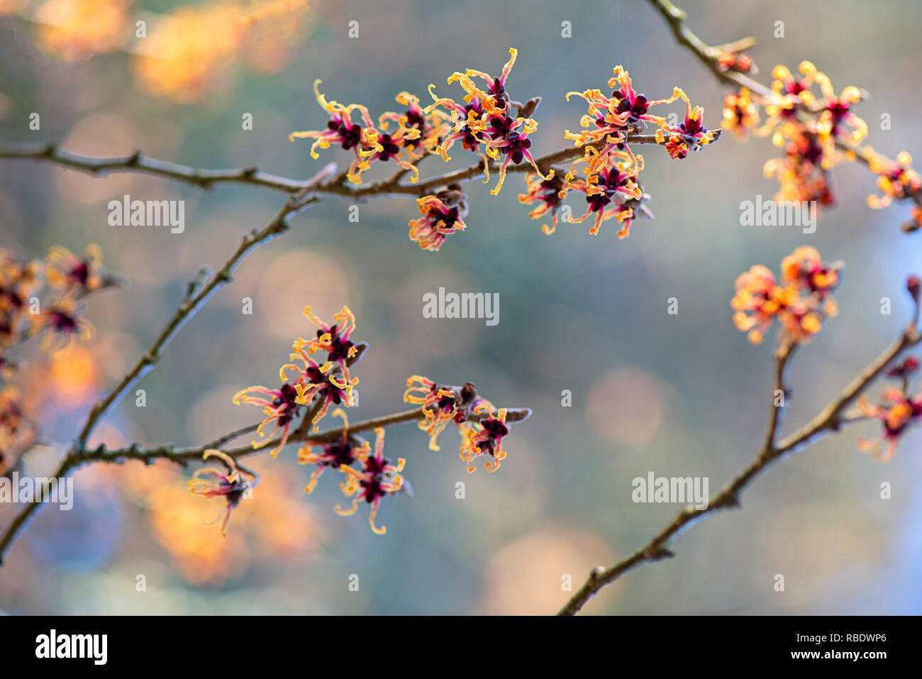 Nahaufnahme des lebhaften farbigen, Frühjahr/winter Blüte Hamamelis Strauch auch bekannt als Zaubernuss. Stockfoto