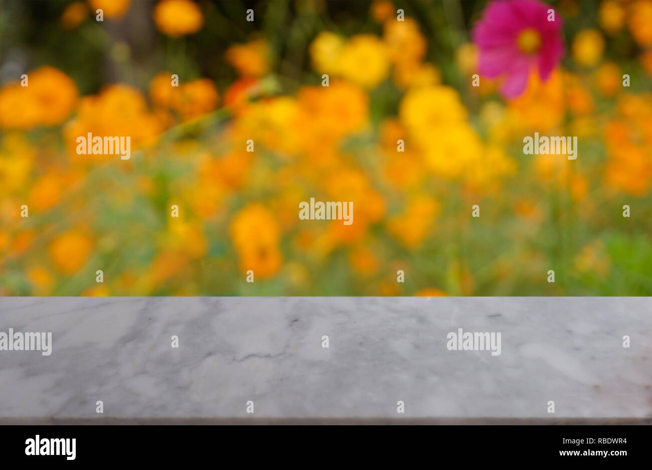 Leeren weißen Marmor Tabelle über verschwommenen Hintergrund der blühenden schönen gelben Kosmos im Garten, Produkt anzeigen Montage - Bild Stockfoto