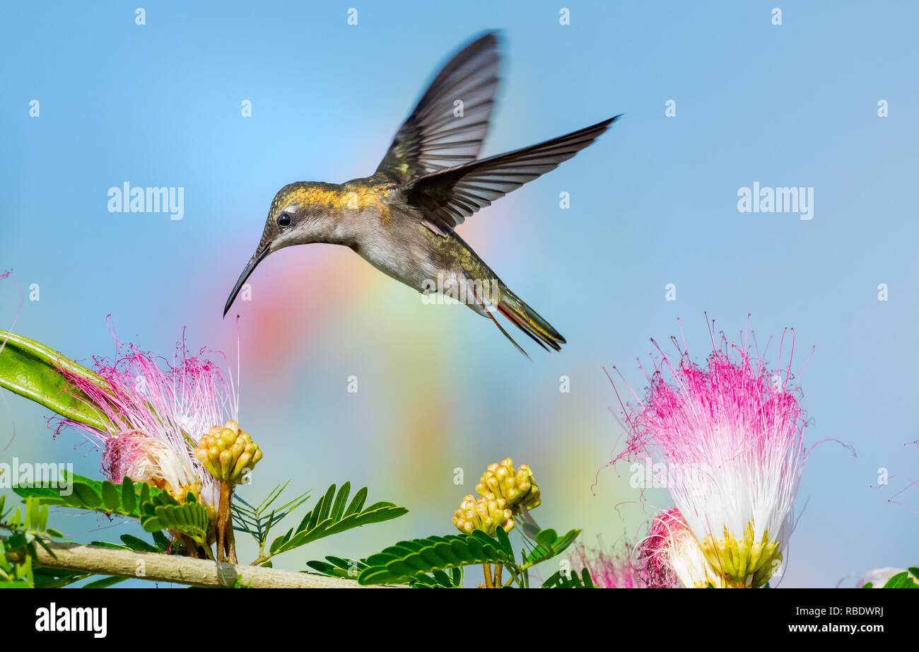Weibliche Ruby Topaz hummingbird Fütterung auf die powderpuff Calliandra Blumen (Blumen). Stockfoto