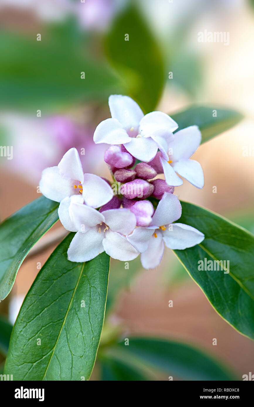 Close-up-Bild der frühen Frühling blühender Strauch Daphne Bholua 'Jaqueline Postill' Stockfoto
