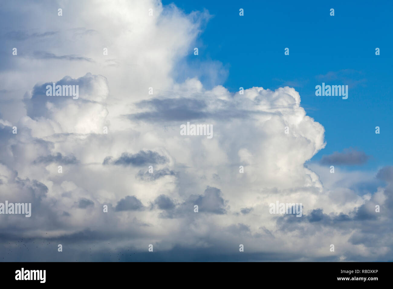 Große flauschige weiße Wolken mit einem blauen Himmel im Hintergrund. Ein paar dunklere kleine Wolken hinzufügen mehr Drama in diesem cloudscape Stockfoto