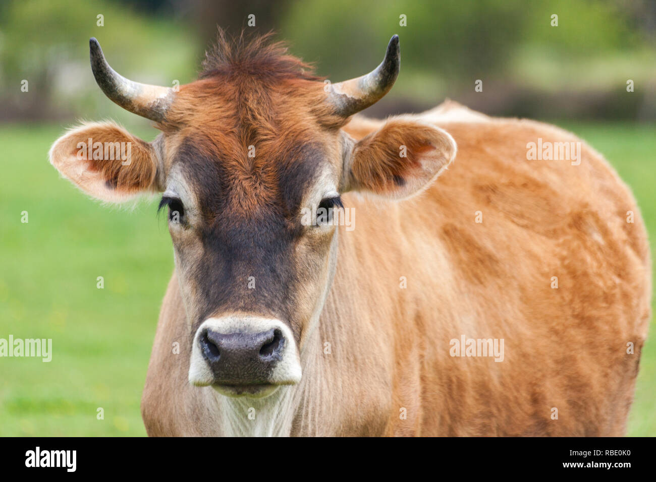 Gesunde junge Braune Schweizer Stier in einer Weide Stockfoto