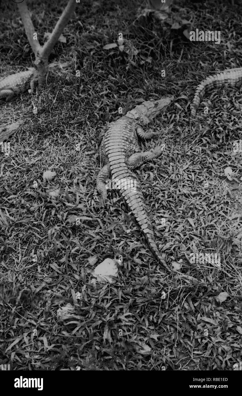 1960, kleines Baby Krokodil auf Gras. Stockfoto