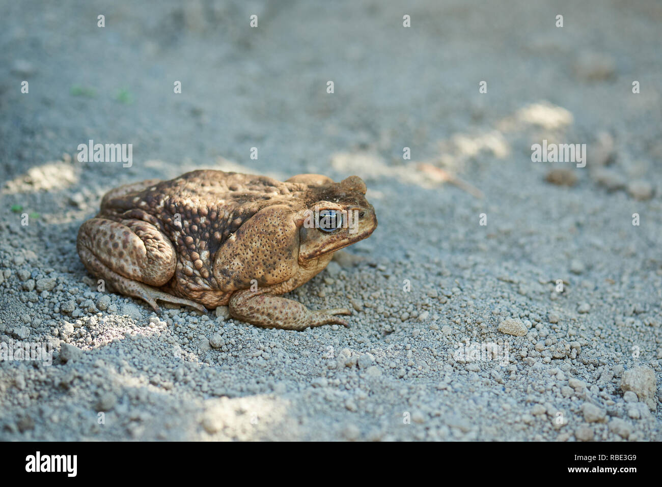 Riesige neotropischer Kröte im verschwommenen Hintergrund Stockfoto