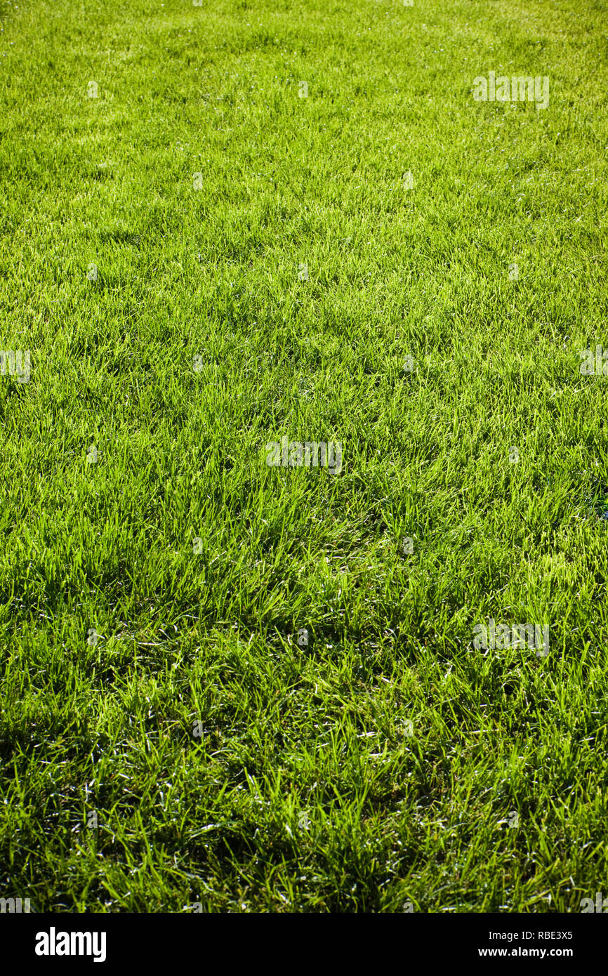 Sown grass Fotos und Bildmaterial in hoher Auflösung Alamy