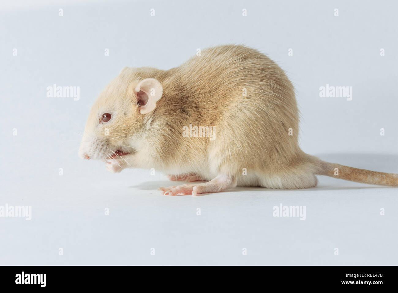 Weiß Laborratte Maus mit roten Augen auf weißem Hintergrund Stockfoto