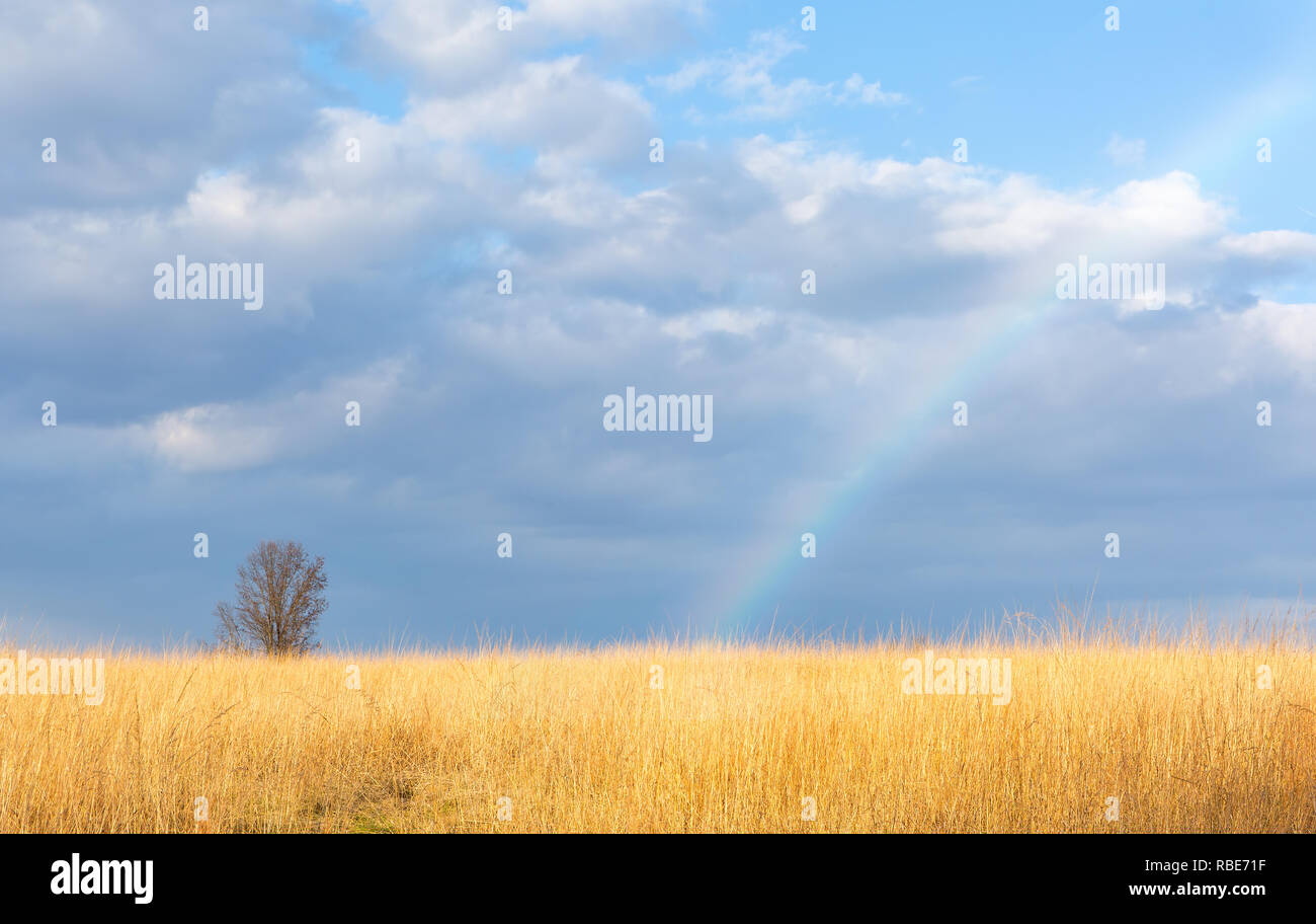 Regenbogen über einem Weizenfeld in den späten Tag Sonne Stockfoto